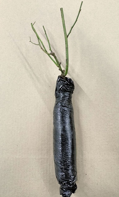 Роза почвопокровная Ред Морсдаг